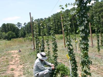 Person kneeling tending hop vines on tall trellis poles in an open field
