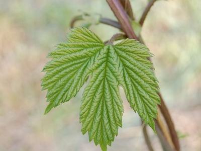Young green five-lobed leaf with prominent veins attached to a thin stem