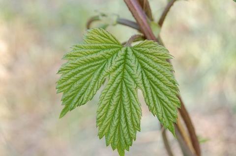 Young green five-lobed leaf with prominent veins attached to a thin stem