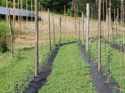 Rows of young trellised plants with wooden stakes and a person tending on right