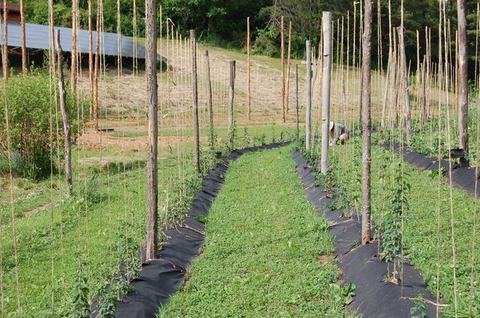 Rows of young trellised plants with wooden stakes and a person tending on right