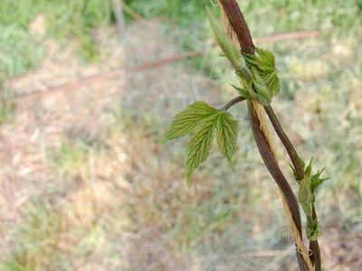 Young green vine leaves emerging from a twisting brown stem