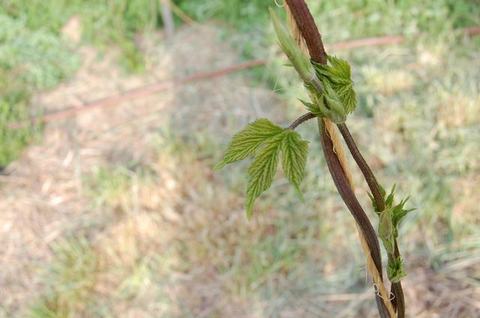 Young green vine leaves emerging from a twisting brown stem