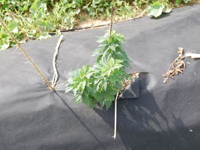 Green stinging nettle plant growing through a hole in black weed-control fabric