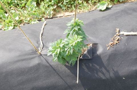 Green stinging nettle plant growing through a hole in black weed-control fabric