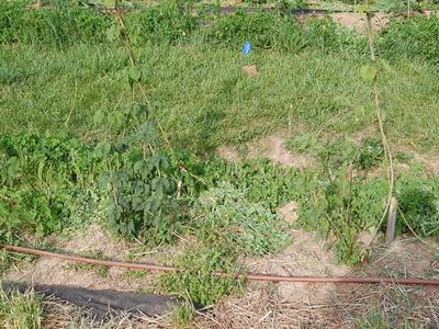 Two young vining plants tied to stakes in a garden bed with drip irrigation hose