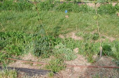Two young vining plants tied to stakes in a garden bed with drip irrigation hose