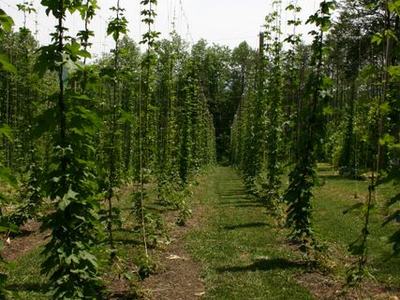 Rows of tall hop vines trained on vertical trellises in a grassy field
