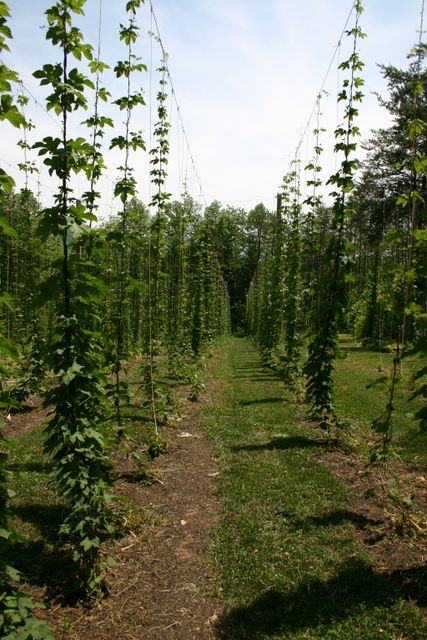 Rows of tall hop vines trained on vertical trellises in a grassy field