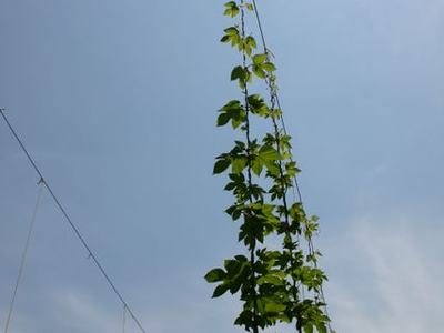 Tall climbing vine growing up a vertical support wire trellis against blue sky