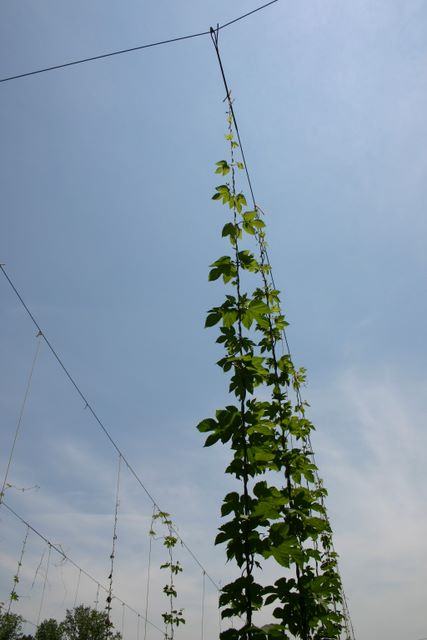 Tall climbing vine growing up a vertical support wire trellis against blue sky
