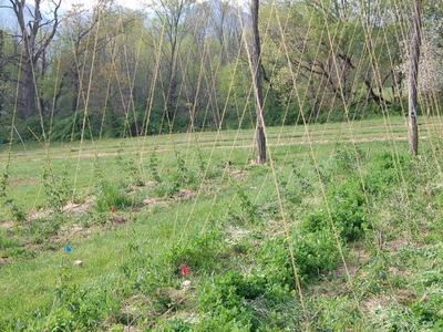 Wooden poles with vertical twine trellis supporting young plants in a grassy field