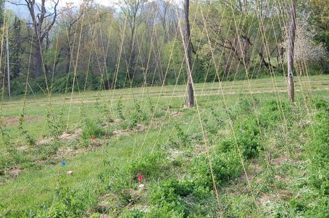 Wooden poles with vertical twine trellis supporting young plants in a grassy field