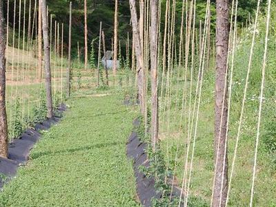 Rows of tall wooden poles with vertical twine supporting climbing plants in a field