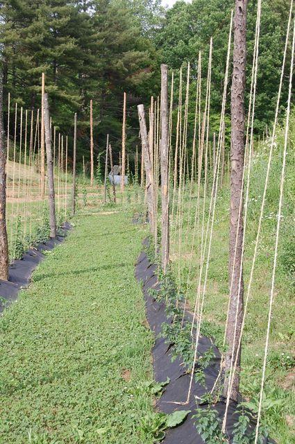 Rows of tall wooden poles with vertical twine supporting climbing plants in a field