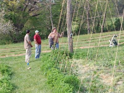 Three people standing by tall trellis poles in a field; one person gesturing toward crop rows