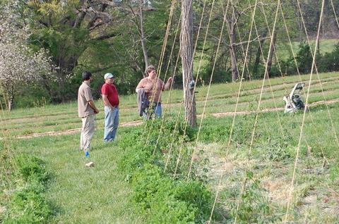 Three people standing by tall trellis poles in a field; one person gesturing toward crop rows