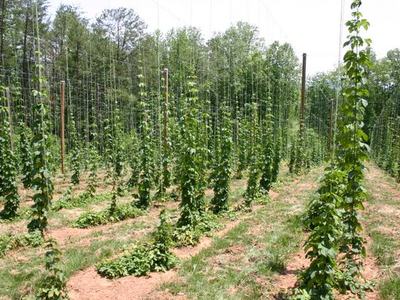 Rows of hop bines climbing vertical strings on poles in a hop yard