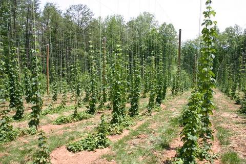 Rows of hop bines climbing vertical strings on poles in a hop yard