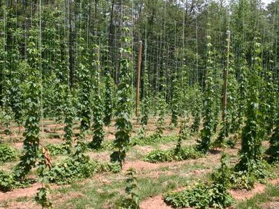 Rows of hop vines climbing vertical trellis strings between wooden poles in a field