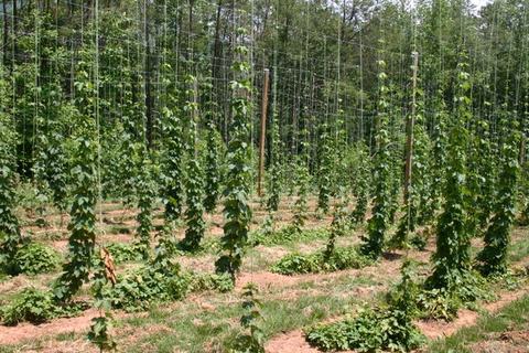 Rows of hop vines climbing vertical trellis strings between wooden poles in a field