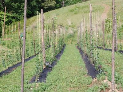 Rows of young climbing plants trained on vertical stakes on a grassy hillside