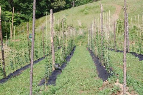 Rows of young climbing plants trained on vertical stakes on a grassy hillside