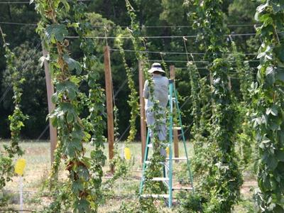 Person on ladder tending climbing hops vines on trellis lines in a field