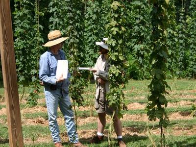 Two people standing among tall vine rows holding papers and talking