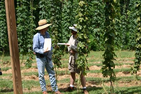 Two people standing among tall vine rows holding papers and talking
