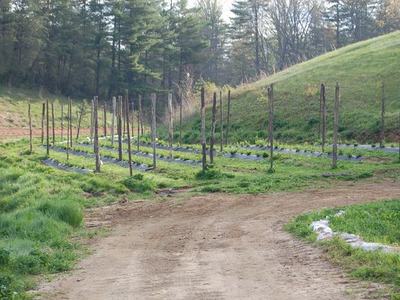 Dirt road leading to planted rows with wooden stakes and plastic mulch in grassy field