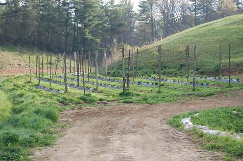 Dirt road leading to planted rows with wooden stakes and plastic mulch in grassy field
