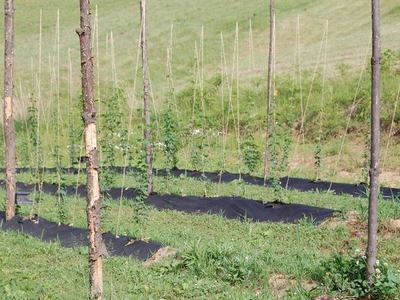 Young plants trained on wooden stakes with black ground cover in a grassy field
