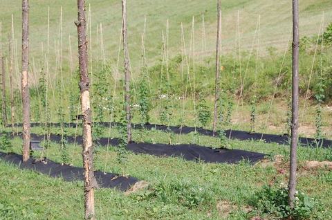 Young plants trained on wooden stakes with black ground cover in a grassy field
