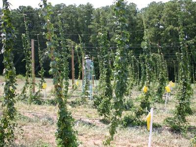 Worker on ladder tending tall hop bines trained on trellis lines in a field