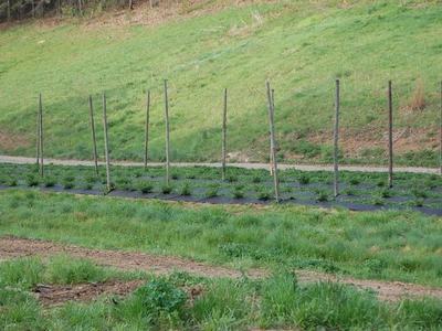 Rows of young plants with wooden trellis poles in a grassy field