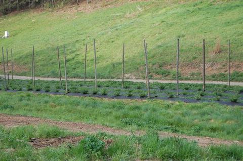 Rows of young plants with wooden trellis poles in a grassy field