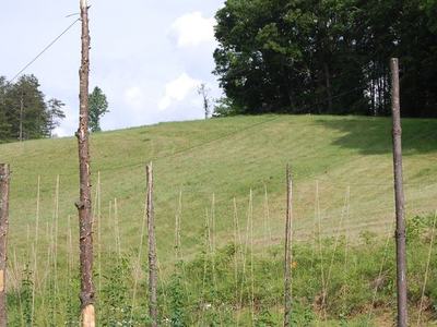 Grassy hillside with rows of wooden poles and trellis wires in foreground