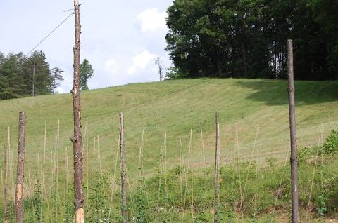 Grassy hillside with rows of wooden poles and trellis wires in foreground