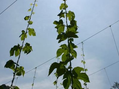 Hop vines climbing vertical wires toward the sun against a blue sky