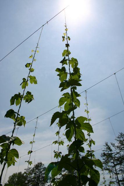 Hop vines climbing vertical wires toward the sun against a blue sky