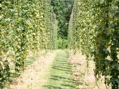 Path between tall trellised hop vines in a field