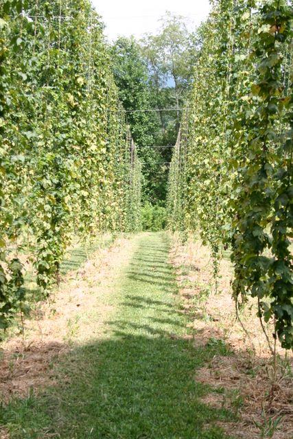 Path between tall trellised hop vines in a field