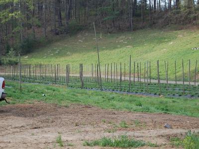 Rows of wooden stakes in a planted field with pickup truck tail and wooded hillside