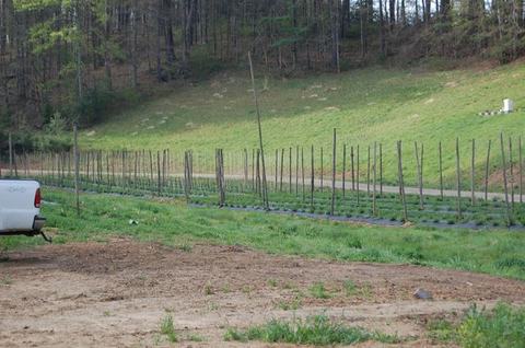 Rows of wooden stakes in a planted field with pickup truck tail and wooded hillside