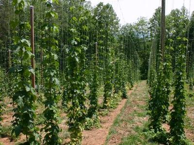 Rows of hop vines climbing vertical strings between wooden poles in a field