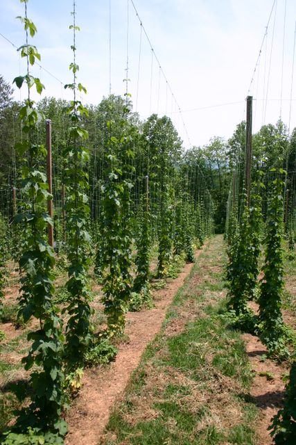 Rows of hop vines climbing vertical strings between wooden poles in a field