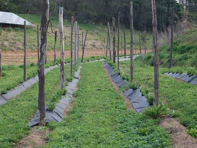 Rows of young crops with wooden trellis poles and black plastic mulch in a field