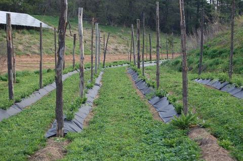 Rows of young crops with wooden trellis poles and black plastic mulch in a field