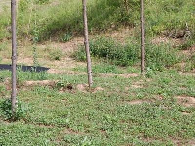 Three thin tree trunks on a grassy, uneven hillside with sparse ground cover